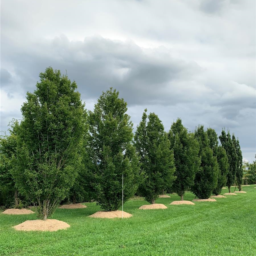 Carpinus betulus 'Frans Fontaine'