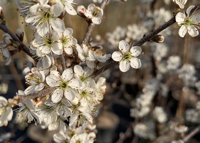 Prunus spinosa