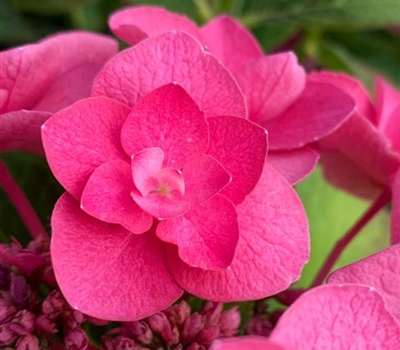 Hydrangea macrophylla 'Sibilla'