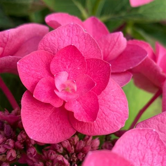 Hydrangea macrophylla 'Sibilla'