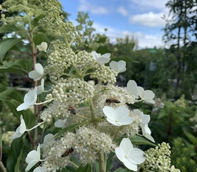 Hydrangea paniculata 'Kyushu'