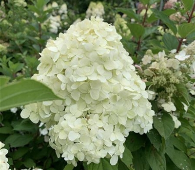 Hydrangea paniculata 'Grandiflora'