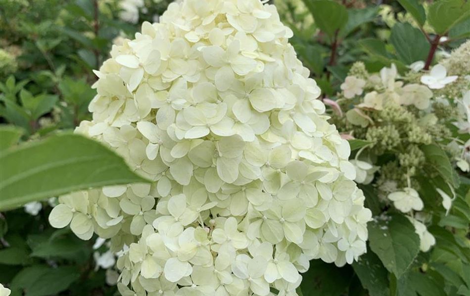 Hydrangea paniculata 'Grandiflora'