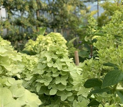 Hydrangea paniculata 'Limelight'