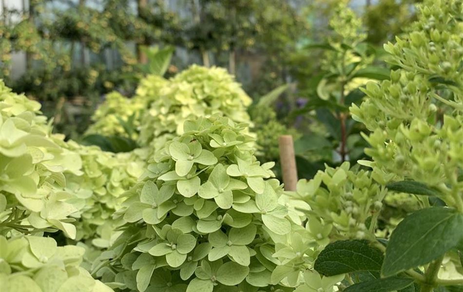 Hydrangea paniculata 'Limelight'