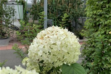 Hydrangea arborescens 'Annabelle'