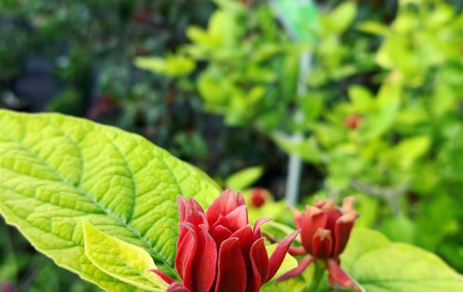 Calycanthus floridus var. laevigatus