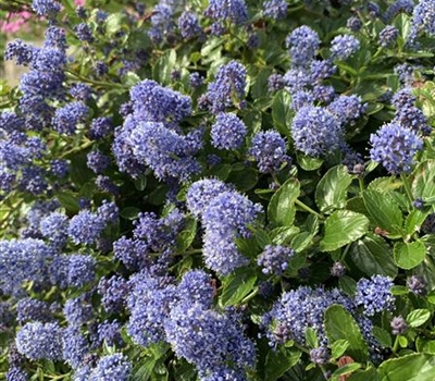 Ceanothus delilianus (x) 'Gloire de Versailles'