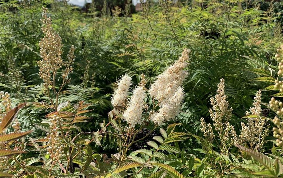 Sorbaria sorbifolia 'Sem'