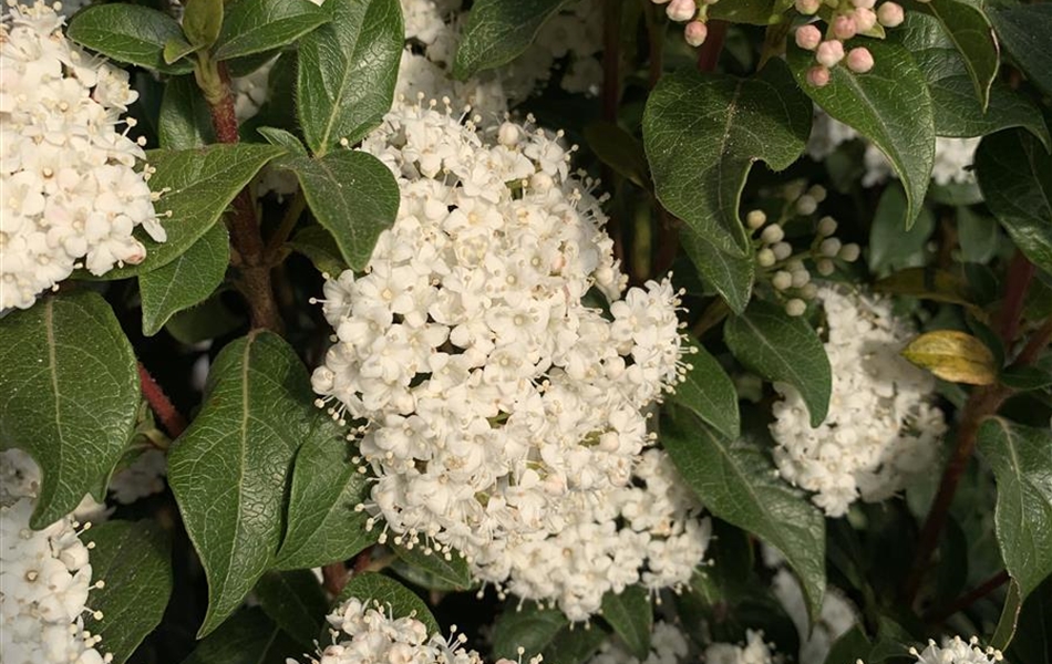 Viburnum tinus 'Eve Price'