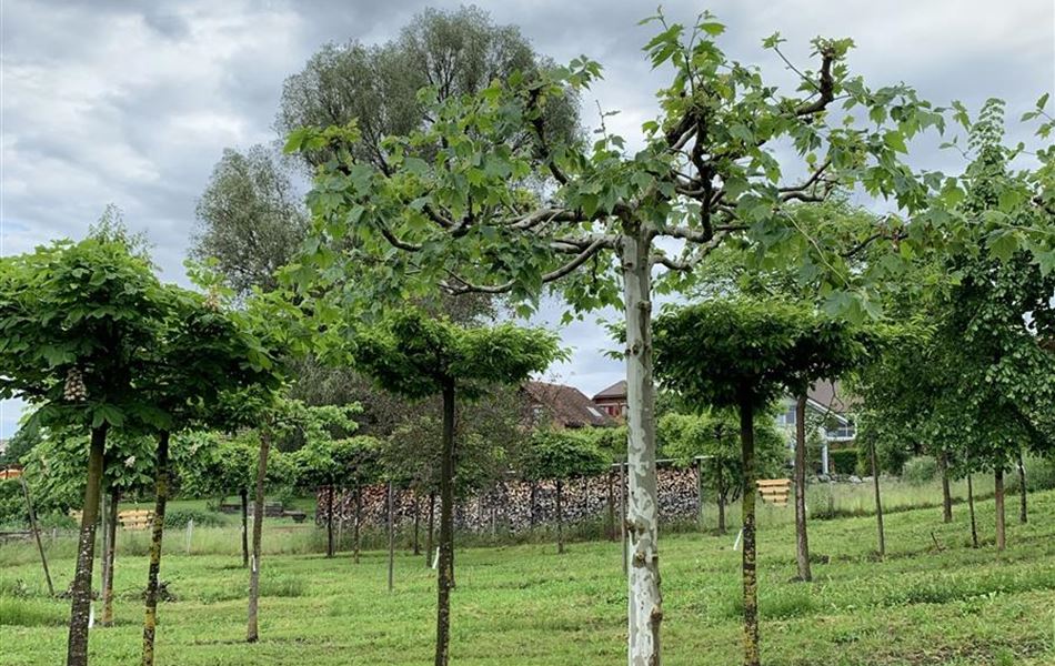 Platanus hispanica (x) dachförmig