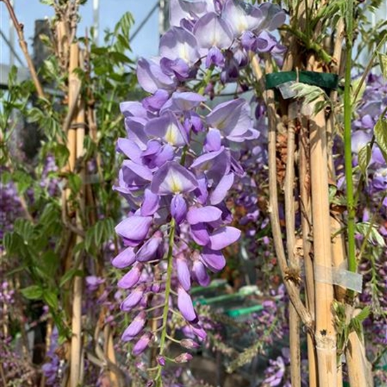 Wisteria floribunda 'Caroline'