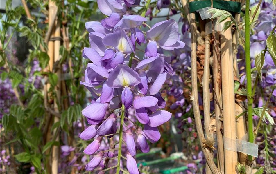 Wisteria floribunda 'Caroline'