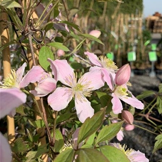 Clematis montana var. rubens