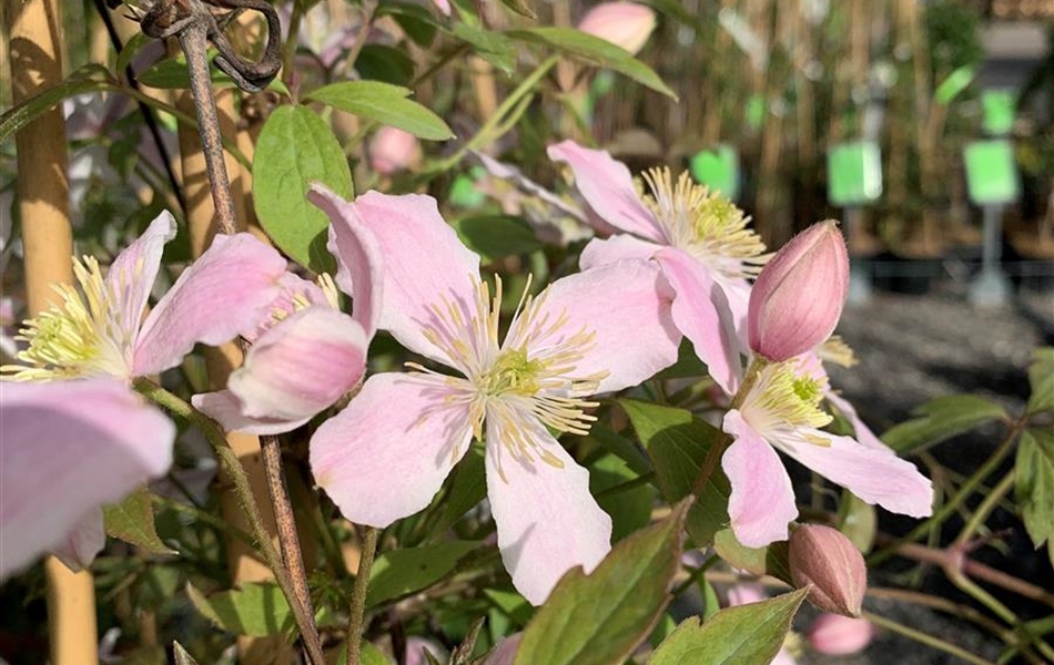 Clematis montana var. rubens