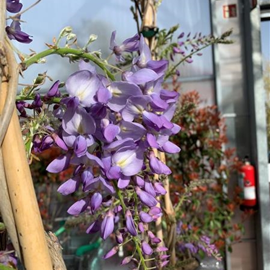 Wisteria sinensis 'Blau'