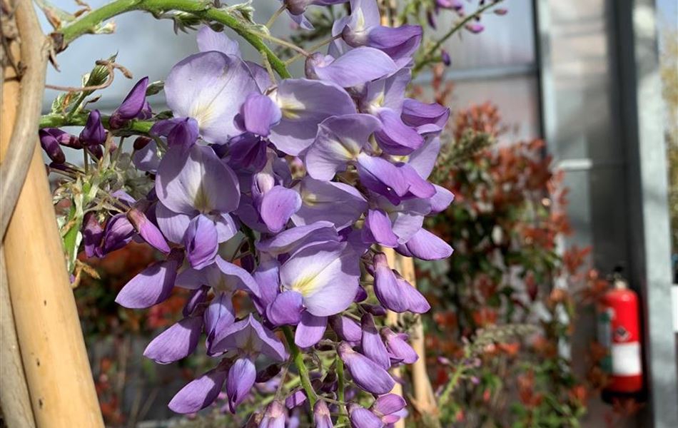 Wisteria sinensis 'Blau'