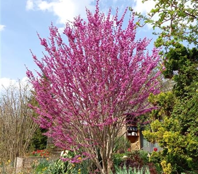 Cercis chinensis 'Avondale'