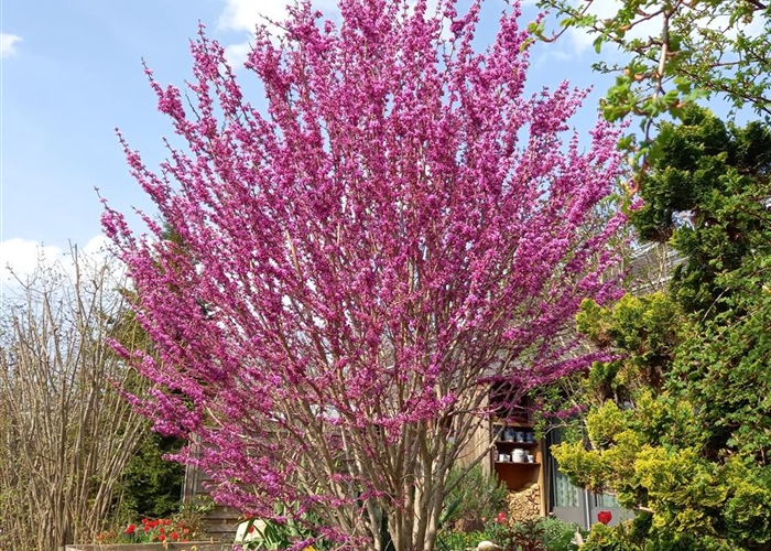 Cercis chinensis 'Avondale'