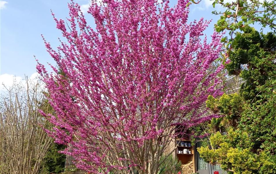 Cercis chinensis 'Avondale'