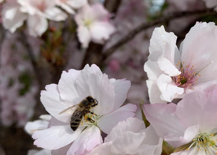 Prunus serrulata 'Amanogawa'