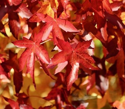 Liquidambar styraciflua