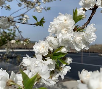 Prunus avium 'Plena' Nr. 119