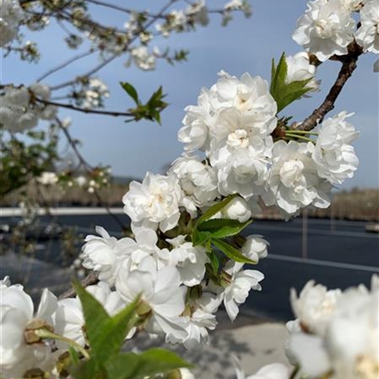 Prunus avium 'Plena' Nr. 119