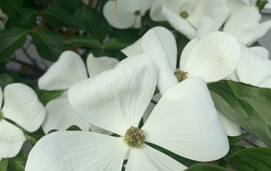 Cornus kousa 'Venus'