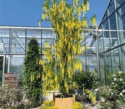 Laburnum watereri (x) 'Vossii' Nr. 260