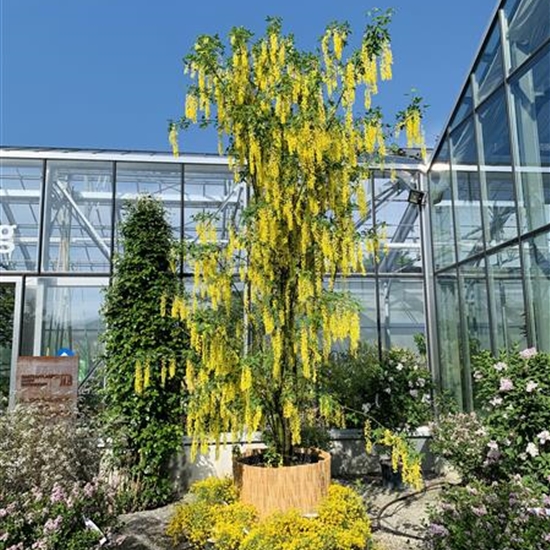 Laburnum watereri (x) 'Vossii' Nr. 260