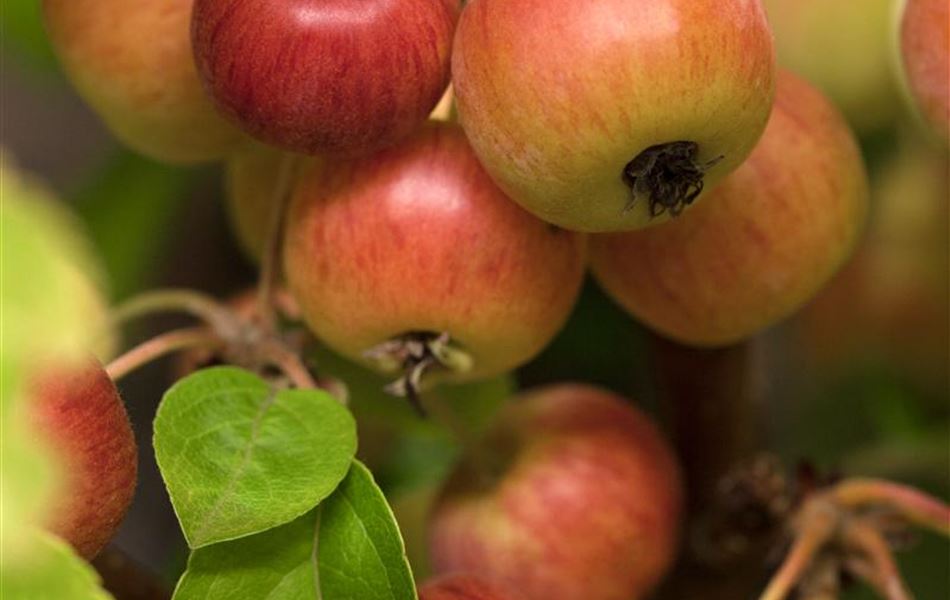 Malus 'Evereste'