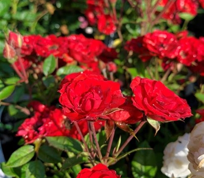 Rosa (Miniaturrose) 'Scarletta'