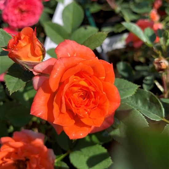 Rosa (Miniaturrose) 'Apricot Clementine'