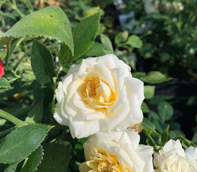 Rosa (Miniaturrose) 'Honeymilk'