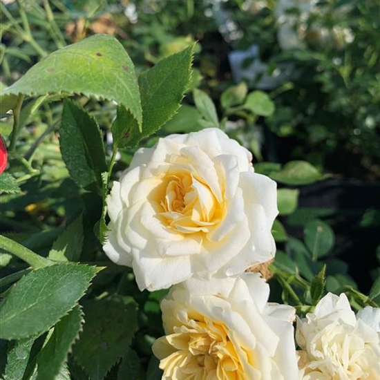 Rosa (Miniaturrose) 'Honeymilk'