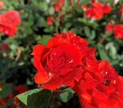 Rosa (Miniaturrose) 'Orange Babyflor'