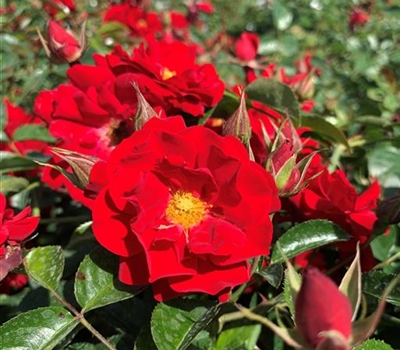 Rosa (Bodendeckerrose) 'Mainaufeuer'