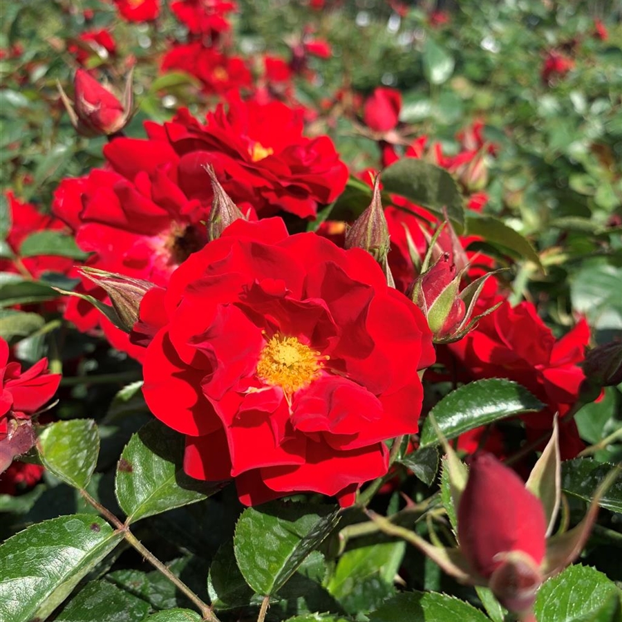 Rosa (Bodendeckerrose) 'Mainaufeuer'