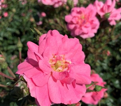 Rosa (Bodendeckerrose) 'Mirato'