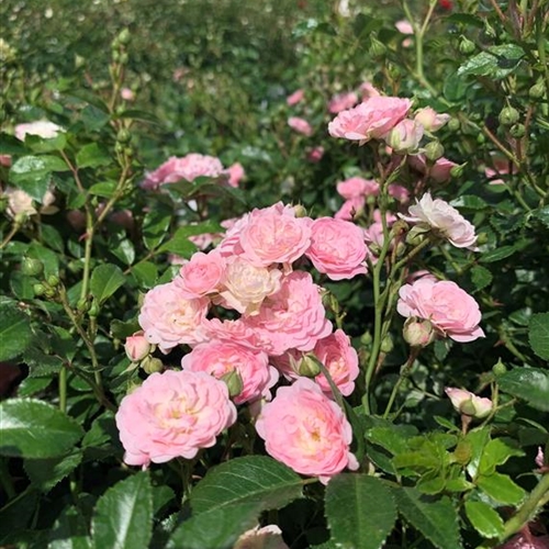 Rosa (Bodendeckerrose) 'The Fairy'