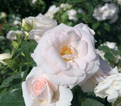 Rosa (Bodendeckerrose) 'Aspirin Rose'