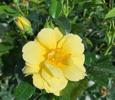 Rosa (Bodendeckerrose) 'Loredo'