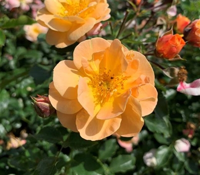 Rosa (Bodendeckerrose) 'Sedana'