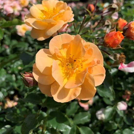 Rosa (Bodendeckerrose) 'Sedana'