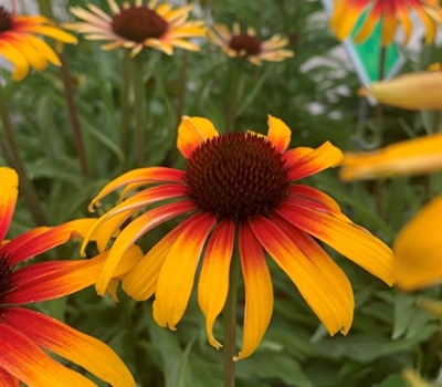 Echinacea purpurea 'Parrot'