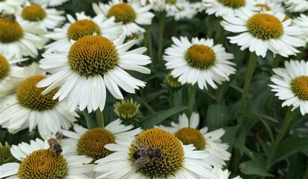 Echinacea 'Meditation White'