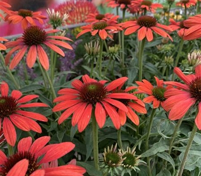 Echinacea purpurea 'Red Pearl'