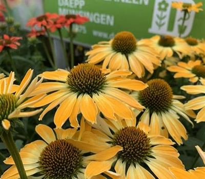 Echinacea purpurea 'Golden Skipper'