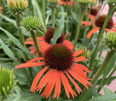 Echinacea 'Orange Skipper'